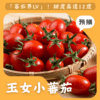 玉女小蕃茄