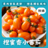 橙蜜香小蕃茄